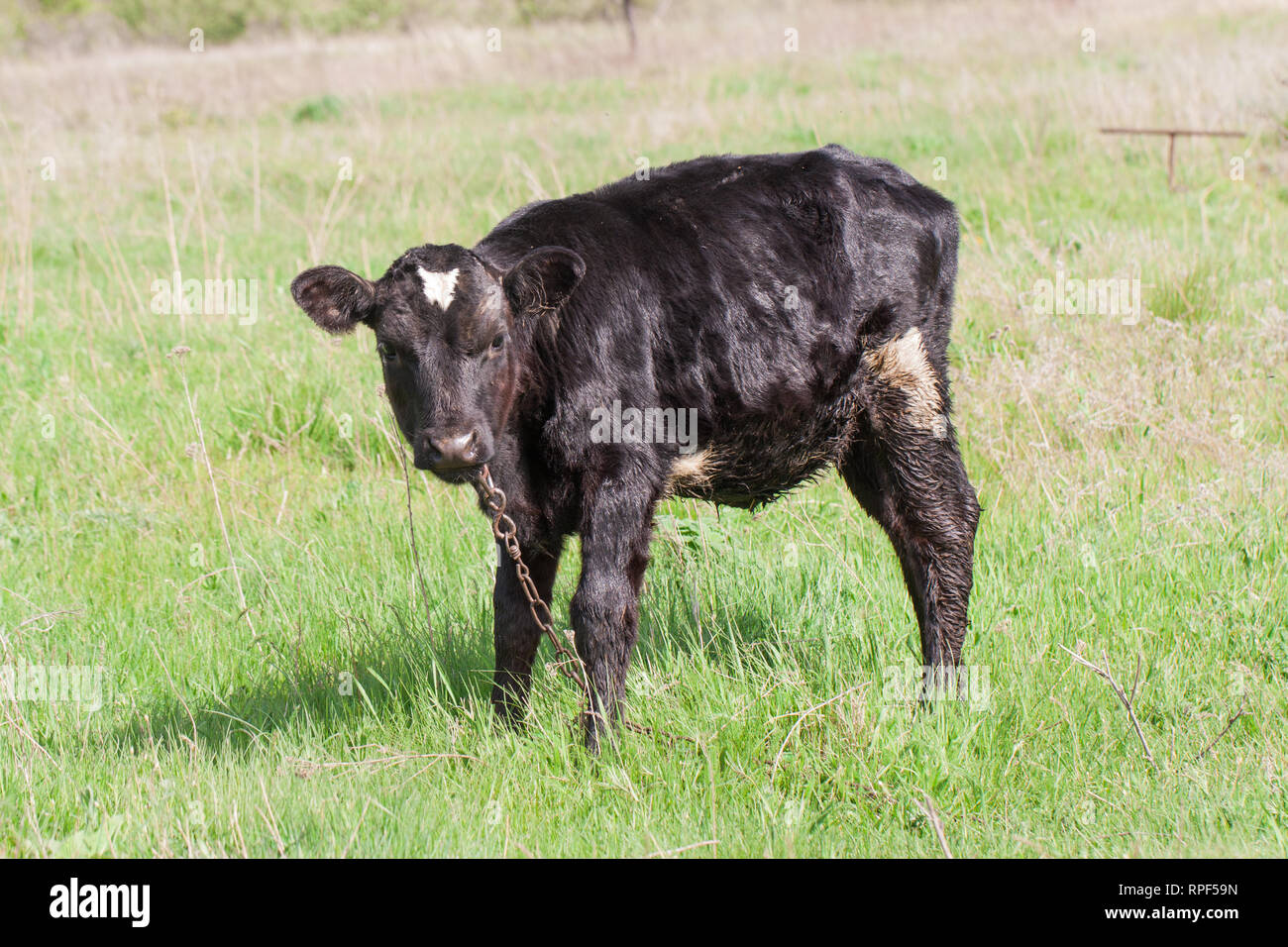 young black bull grazing on grass in the village Stock Photo