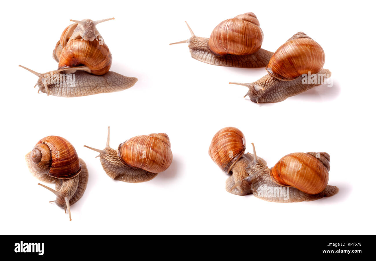 live snail crawling on white background close-up macro. Set or collection Stock Photo