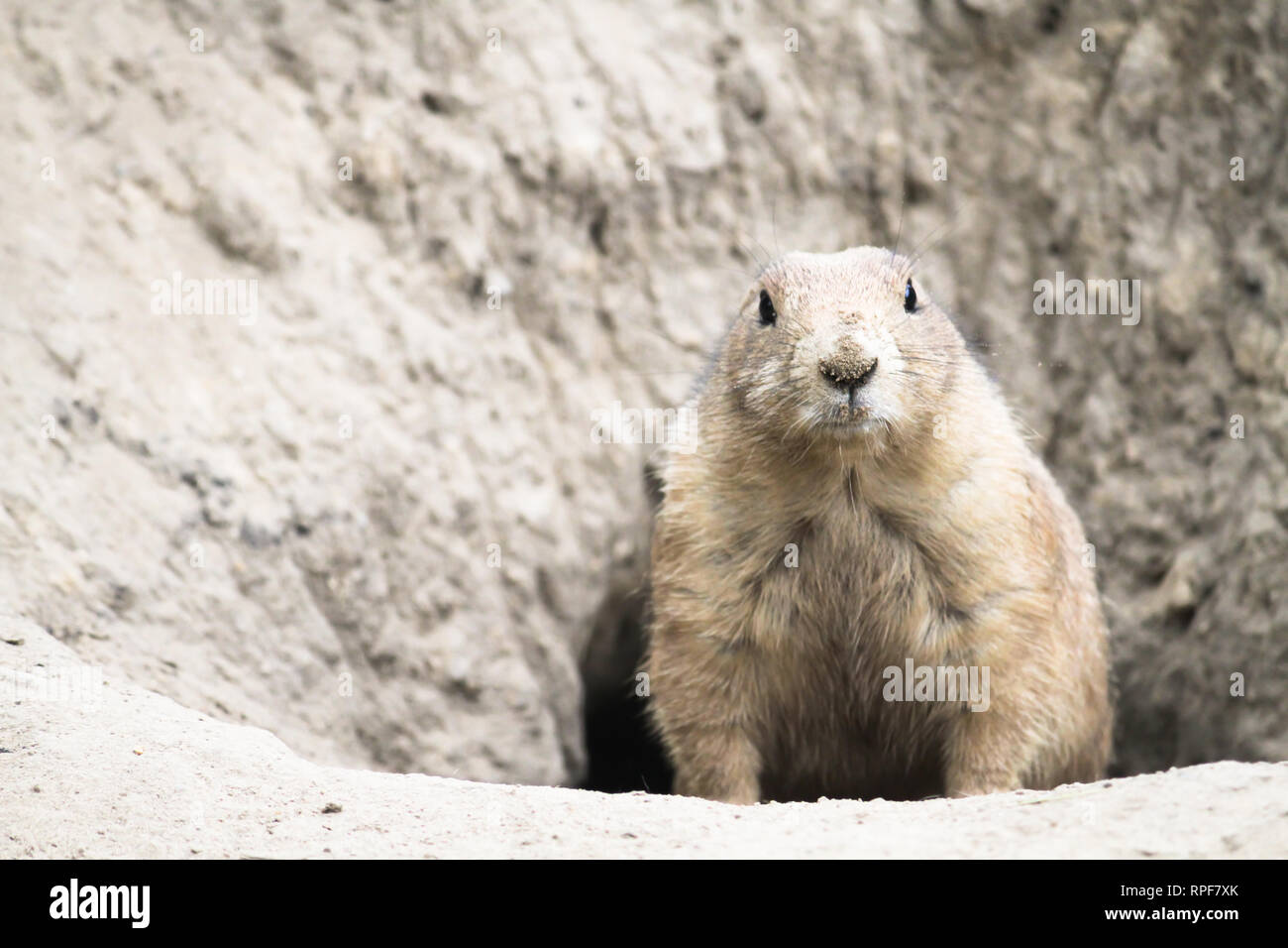 BlackTailed Prairie Dog (Cynomys ludovicianus) close shot portrait