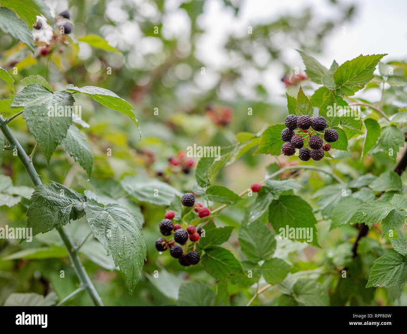 bramble berry bush with black ripe berries closeup. The concept of  harvesting berries in the countryside, toning Stock Photo - Alamy