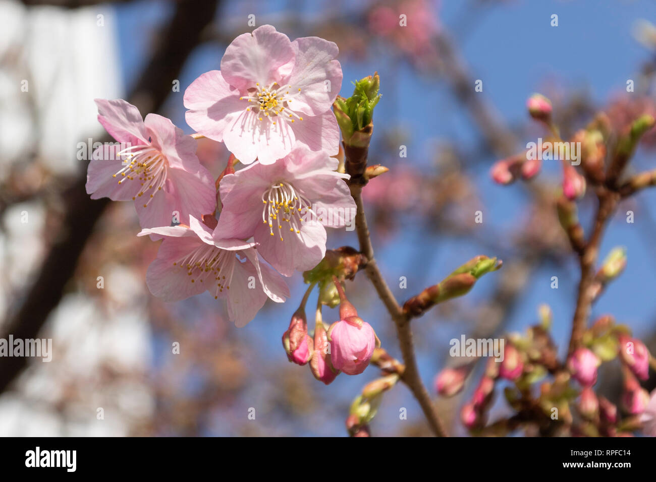 Matsuda Cherry Blossom Festival: See Sakura In February!, 52% OFF