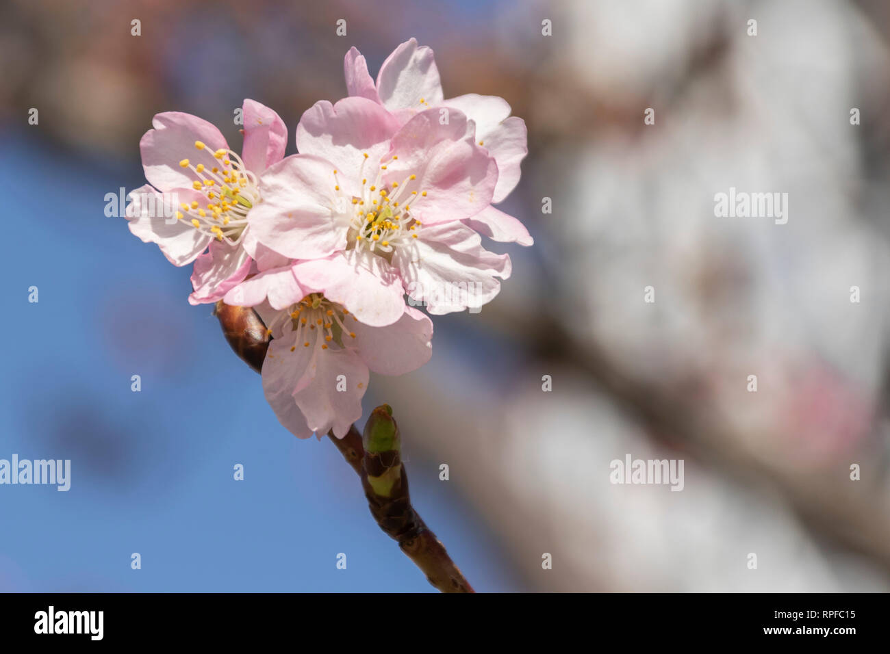 Kawazu-zakura cherry blossoms start blooming with Tokyo Skytree behind on February 21, 2019, in Tokyo, Japan. The Kawazu-zakura variety of cherry blossom always blooms earlier than other varieties. According to the weather information company Weather Map Co. the cherry blossom season in Tokyo is expected to be from March 23. Credit: Rodrigo Reyes Marin/AFLO/Alamy Live News Stock Photo