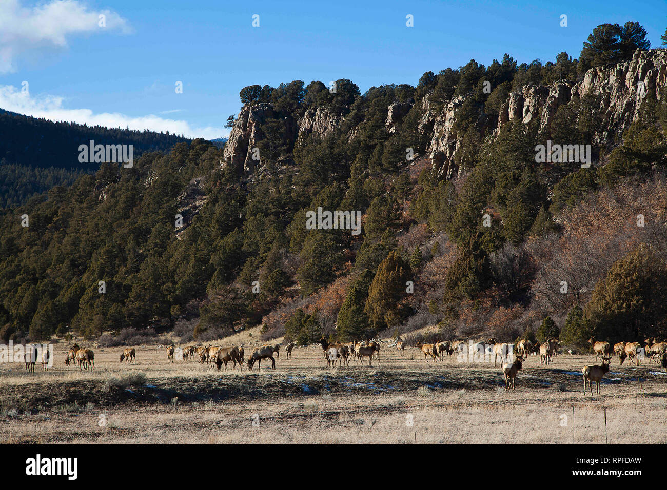 Cimarron, New Mexico, USA. 21st Feb, 2019. February 20, 2019. A herd of