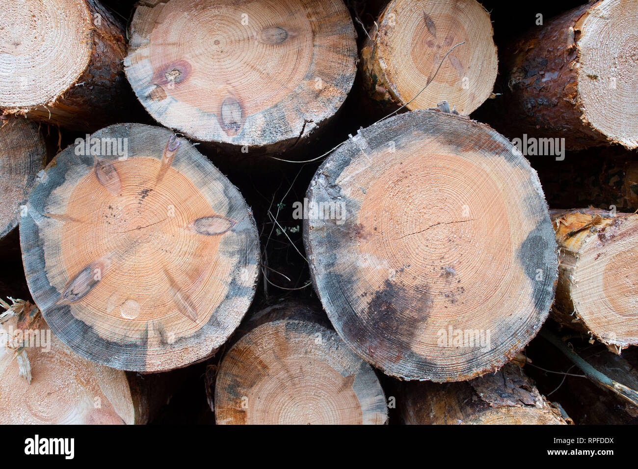 Blue stain fungus hires stock photography and images Alamy