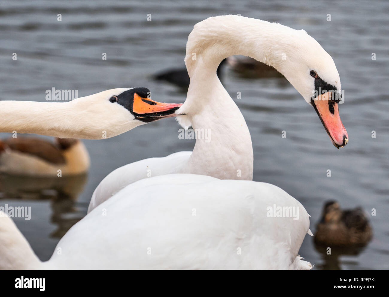 Offenbach, Germany. 22nd Feb, 2019. A swan plucks the plumage of an Artgenossen rudely, who wants to dispute it at the Mainufer the feed. Credit: Frank Rumpenhorst/dpa/Alamy Live News Stock Photo