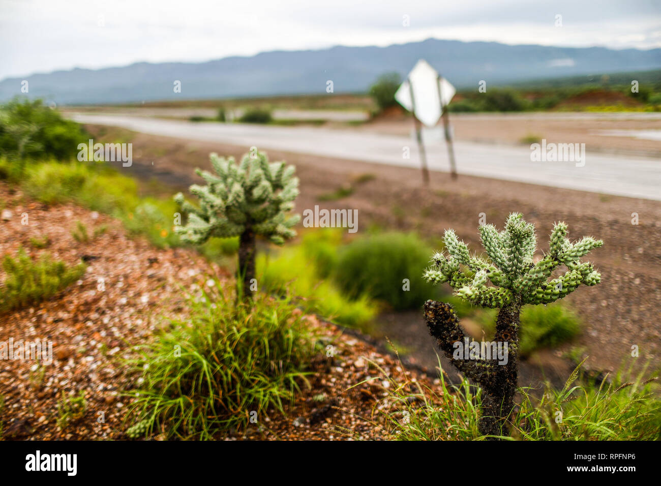 Choya. Cactus. Plantas y arbustos del desierto de Sonora, Mexico.(Photo Luis Gutierrez