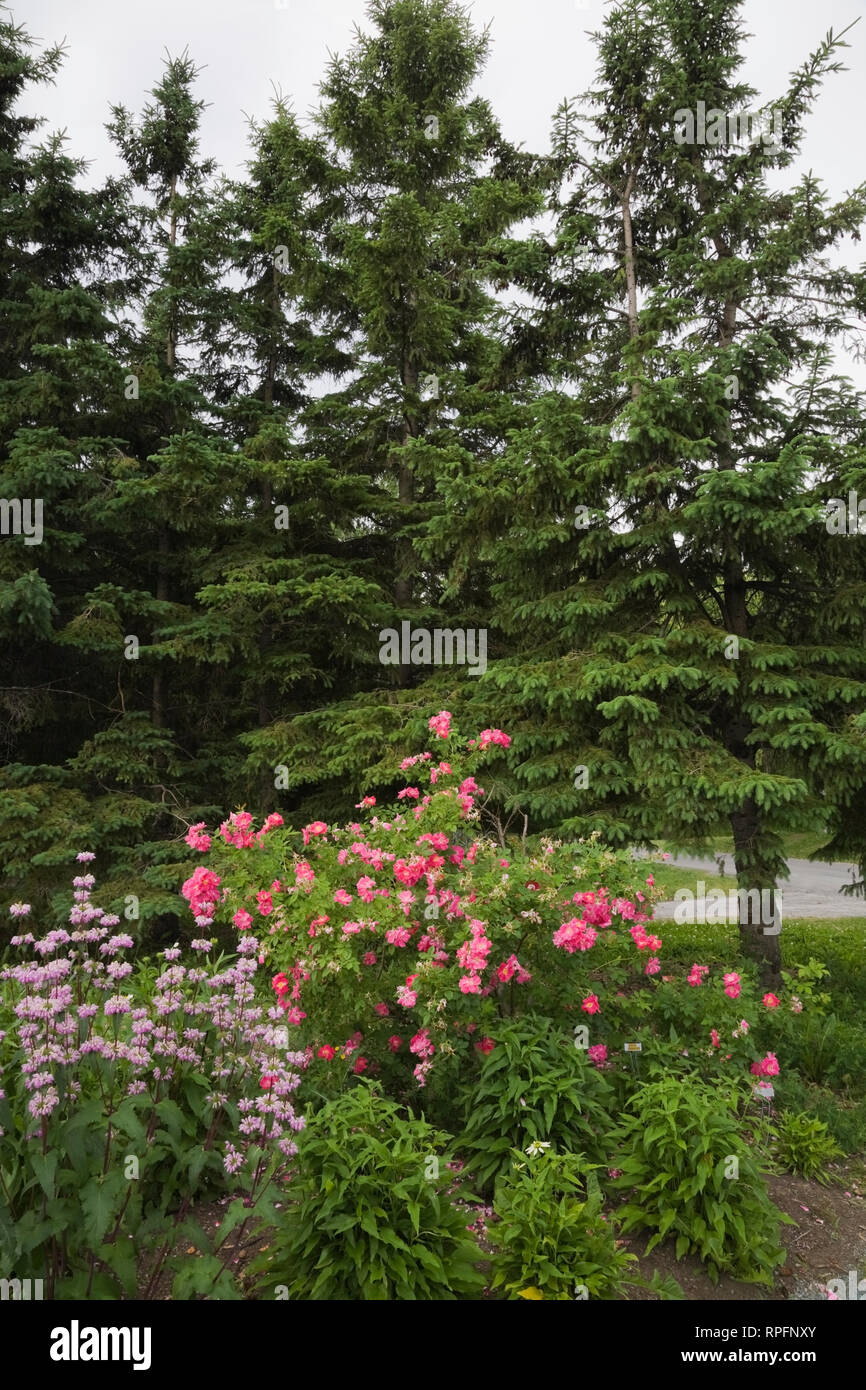 Garden border with pink and purple flowers, evergreen trees in the