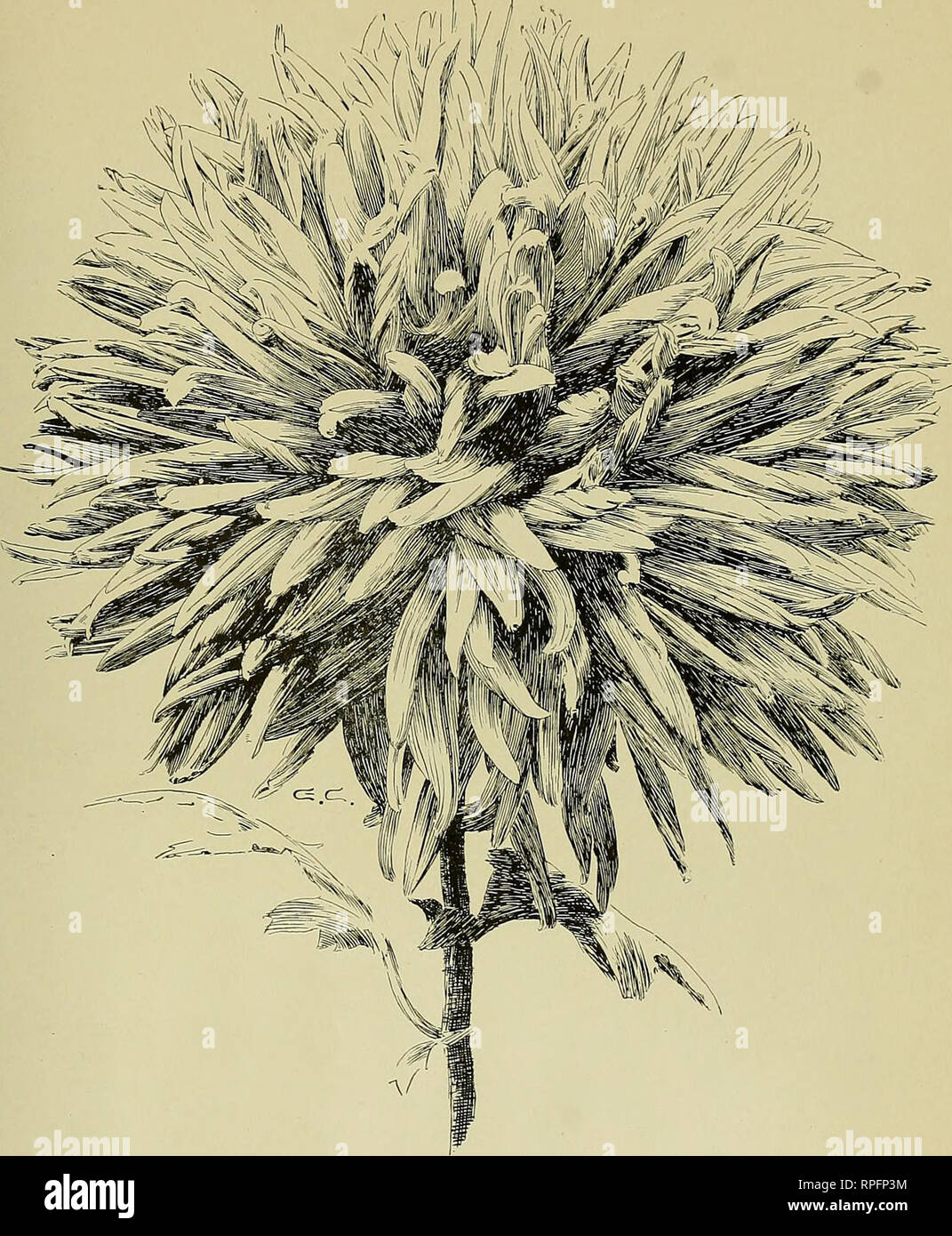 . The American chrysanthemum annual 1895. Chrysanthemums. 'l. &lt;. EZETA. NATUBiL SIZE.. Please note that these images are extracted from scanned page images that may have been digitally enhanced for readability - coloration and appearance of these illustrations may not perfectly resemble the original work.. Barker, Michael, [from old catalog] ed. Floral Park, N. Y. , The Mayflower publishing company Stock Photo