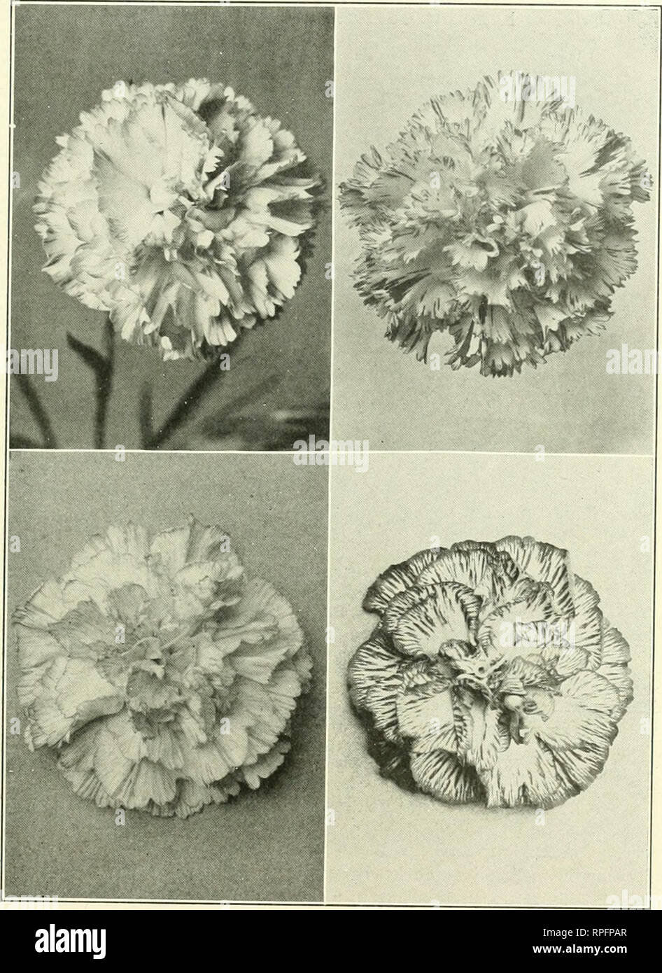 . The American carnation, how to grow it ... Carnations. Viola Allen Judge Hinsdale Mrs. George M. Bradt Fancr Seedling &quot; The fancy variegated section will afford the Hybridizer much interest and pleasure&quot;. Please note that these images are extracted from scanned page images that may have been digitally enhanced for readability - coloration and appearance of these illustrations may not perfectly resemble the original work.. Ward, Charles Willis. New York, A. T. De La Mare Printing and Publishing Company, ltd. Stock Photo