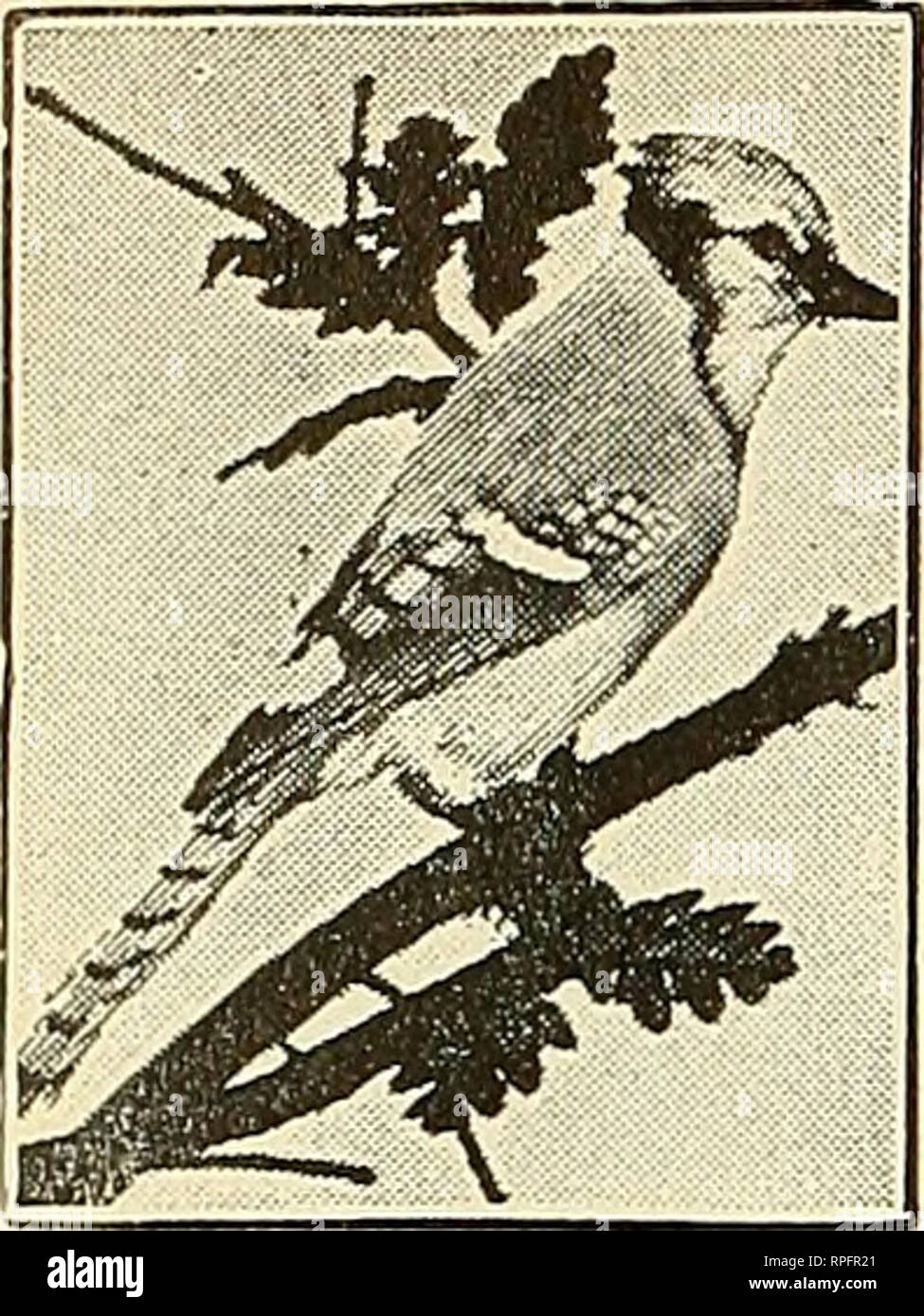 American Bird Magazine Ornithology Birds S4 70 For S2 3s