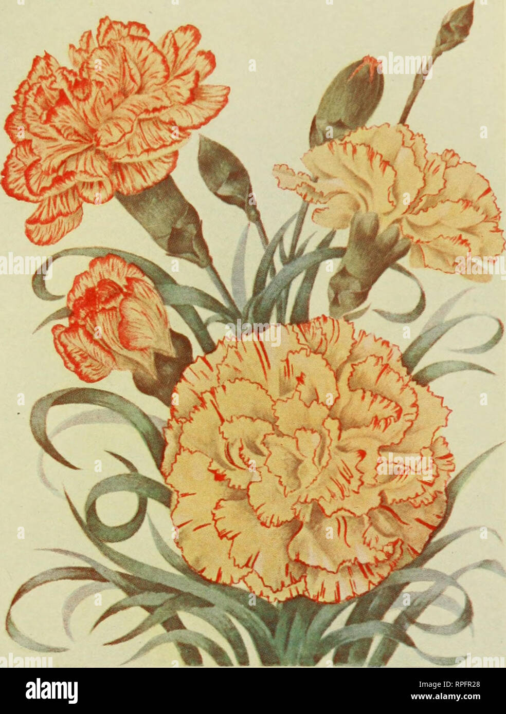. The American carnation; How to grow it. Ward, Charles Willis. GOLDKN EAGLE NOVELTY Klxamples of Yellow Variegated PLATE II, SEEDLING CARNATIONS (WARD). Please note that these images are extracted from scanned page images that may have been digitally enhanced for readability - coloration and appearance of these illustrations may not perfectly resemble the original work.. Ward, Charles Willis. New York, De La Mare Stock Photo