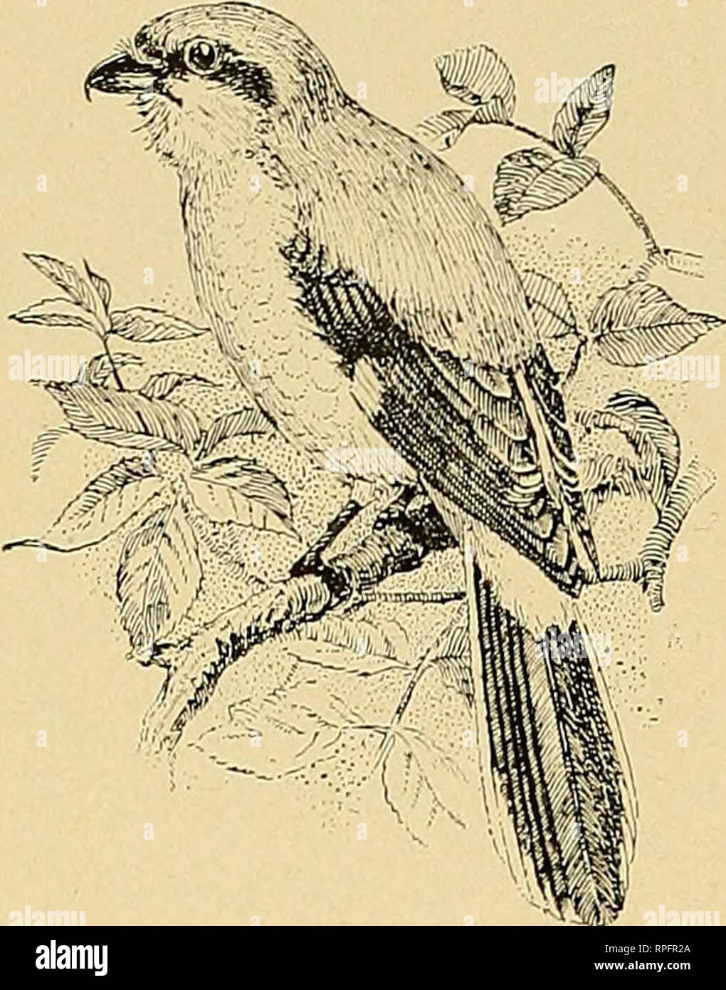 American Bird Magazine Ornithology Birds A Christinas Gift For Bird Lovers Reduced Line Cut Of Ernest Thompson Seton S Painting Of The Northern Shrike Presented To Every Subscriber To Vol Vii 1905 Feathers are grouped into parts of various functions, and these groups can be often distinctively colored, especially on the head. alamy