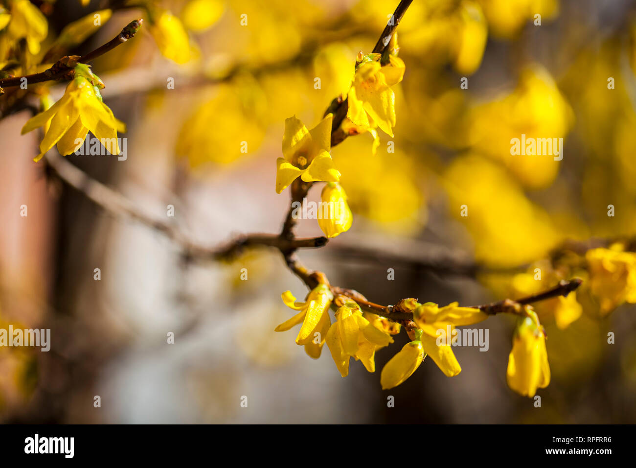 Yellow flowers on the branch in the autumn. Flowers on branches of wood with blurred background. Shallow depth of view with sharp focus on flowers Stock Photo