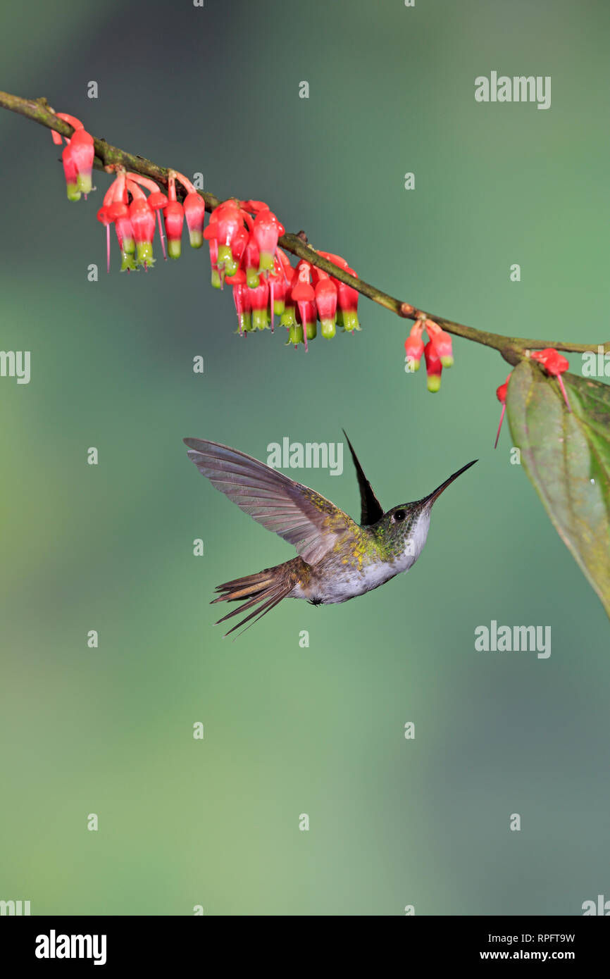 Andean Emerald at Tandayapa Bird Lodge in Ecuador Stock Photo