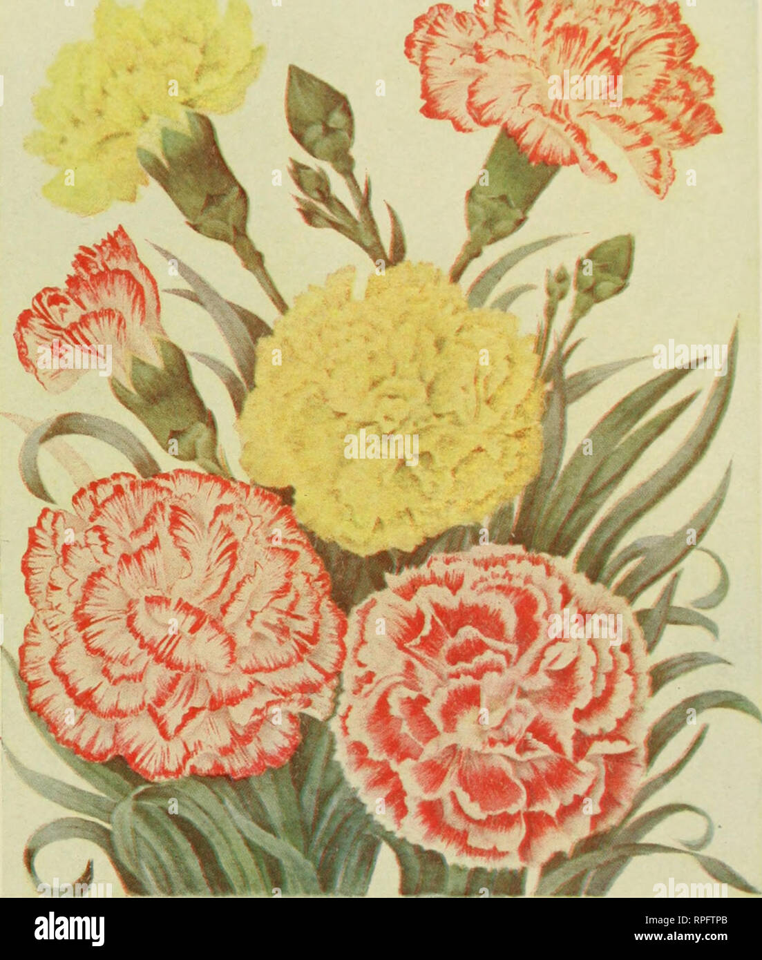 . The American carnation; How to grow it. Ward, Charles Willis. H)I.A ALLHX liLORIOSUM A SCARLET White, Variegated Pink YellowSelf FLAKED FANCY PLATE 1. SEEDLING CARNATIONS (WARD). Please note that these images are extracted from scanned page images that may have been digitally enhanced for readability - coloration and appearance of these illustrations may not perfectly resemble the original work.. Ward, Charles Willis. New York, De La Mare Stock Photo