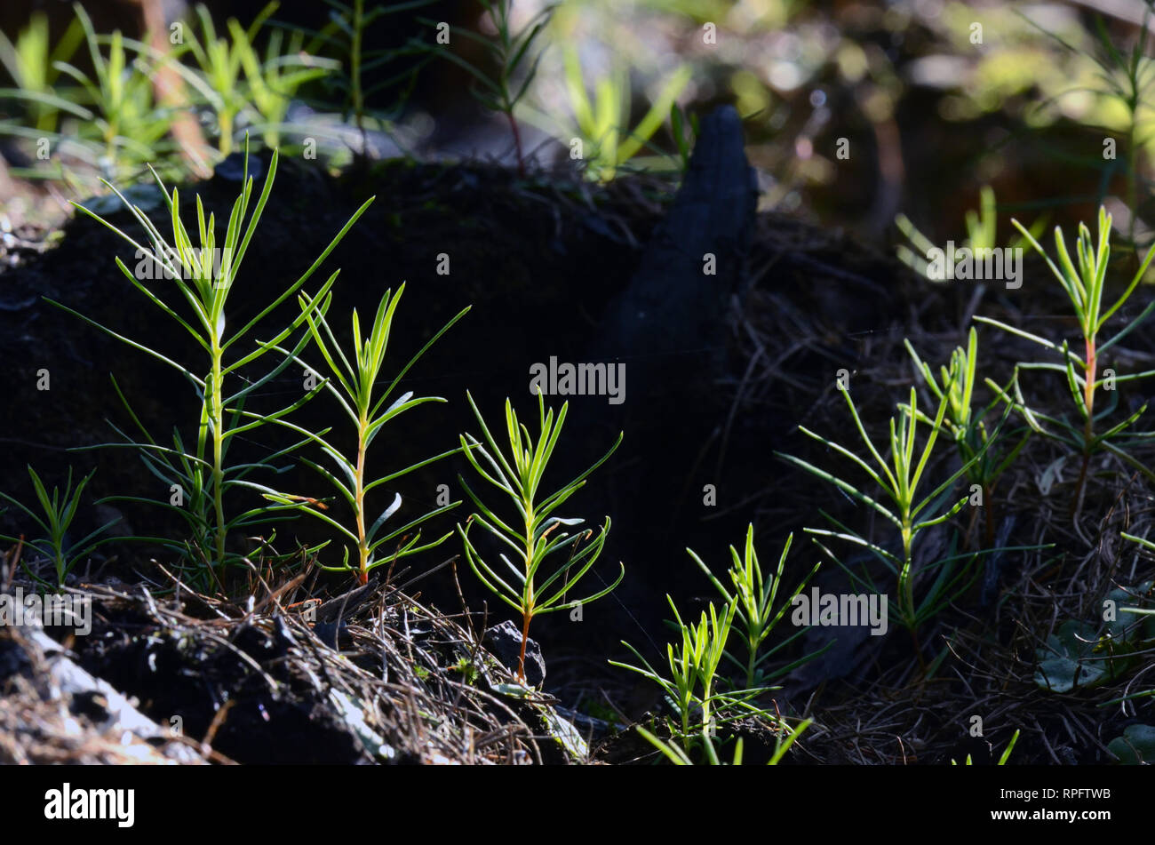 Western larch seedlings sprouting after prescribed fire following thinning in a conifer forest. Kootenai National Forest, MT (Photo by Randy Beacham) Stock Photo