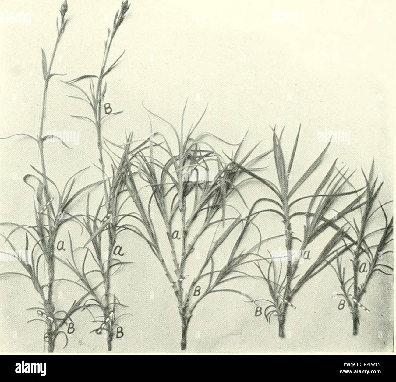 . The American carnation, how to grow it Carnations. Propagating