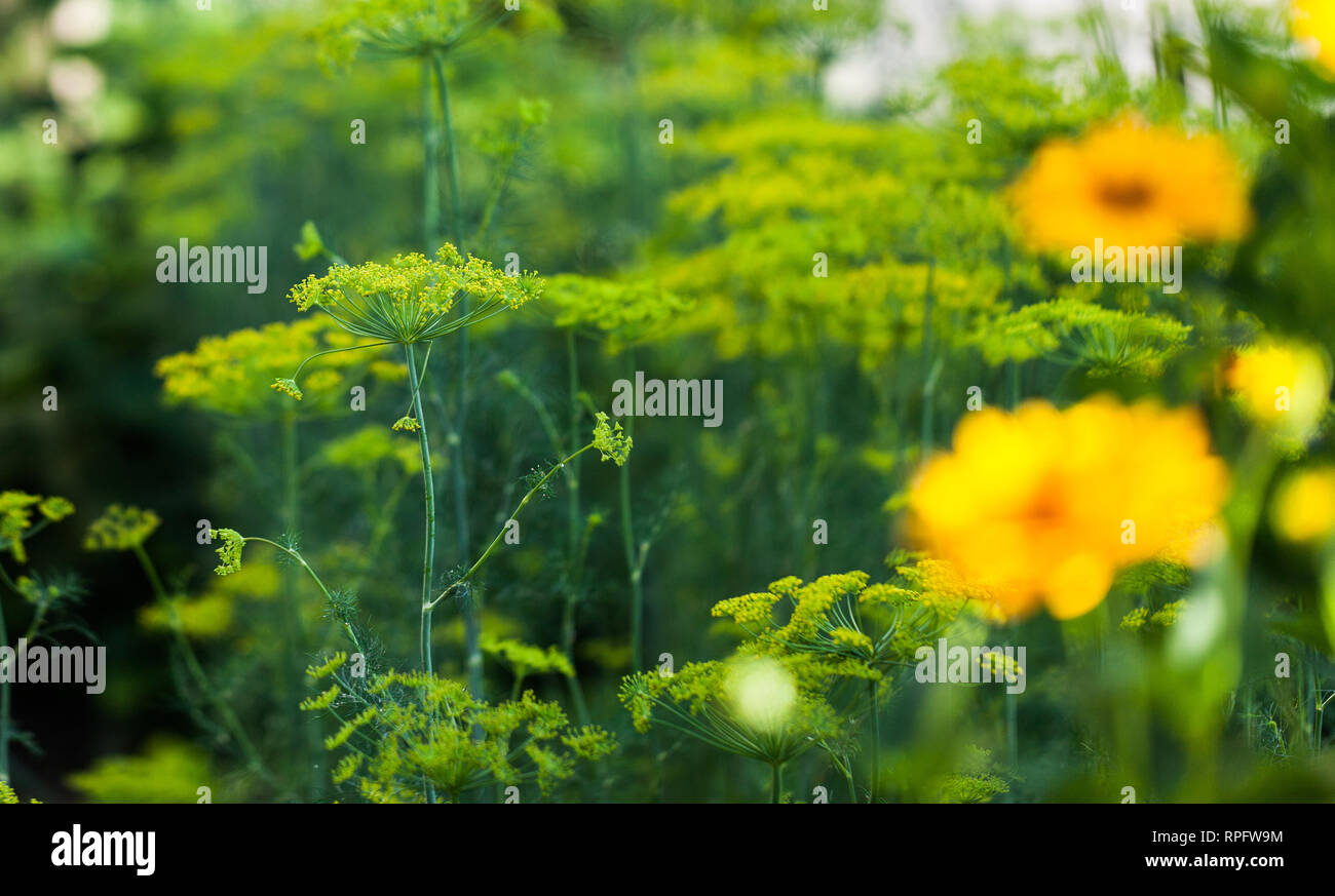 Growing dill plant in the nature. Dill flowers on the plant. Home