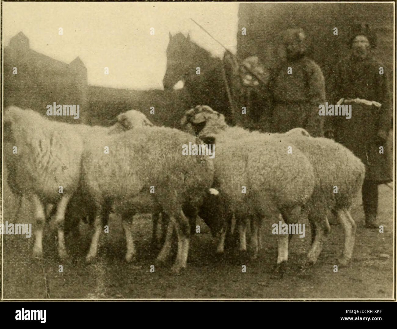 Fat tail sheep hi-res stock photography and images - Alamy