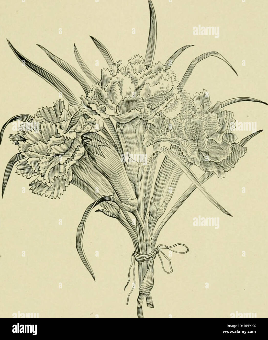 . American carnation culture. The evolution of Dianthus caryophyllus semperflorens. AN OLD CARNATION ENGRAVING. 141 list were birthed outside of the carnation zone, nor has there ever been any other valuable commercial carnations. As to the two California introductions, see the chapters bearing on their nature.. The above engraving is a group of three carnations, Ed- wardsii, white, red and variegated La Purities. It was obtained by the late Charles Starr, and is the first engraving made from the Alegatiere remontant type in this country, possibly in the world. It was engraved about 1880, and  Stock Photo
