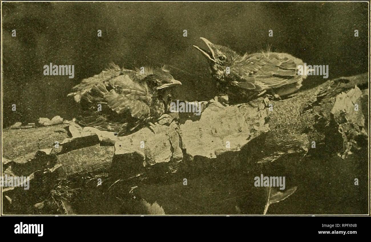 American Bird Magazine Ornithology Birds 182 American Ornithology Unusual Robin Sites Although Nearly All Birds Will