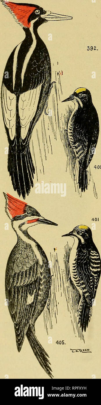 Birds chart identification bird hi-res stock photography and images - Alamy