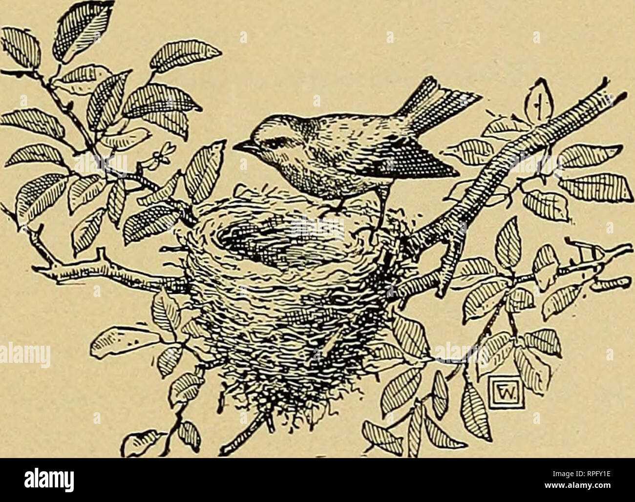 American Bird Magazine Ornithology Birds Mounting A Wild