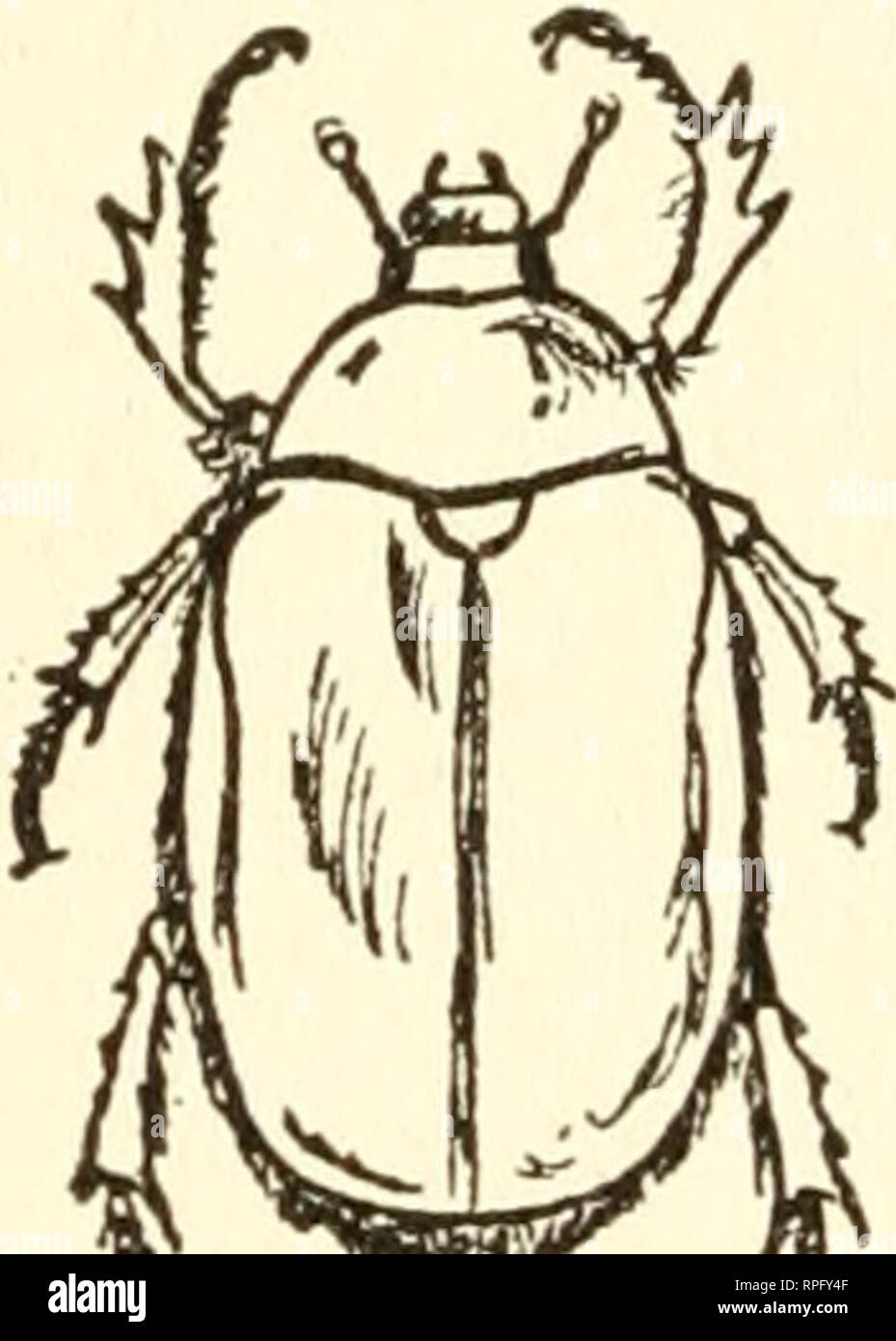 Criples Insect . The American boys' book of bugs, butterflies and beetles. Insects ...
