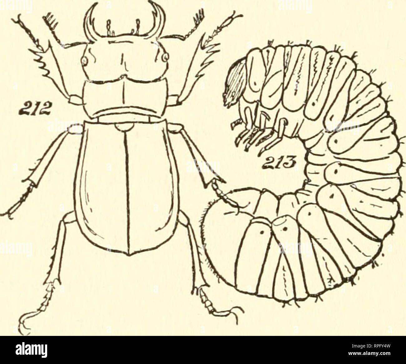 Wrinkly Insect . The American boys' book of bugs, butterflies and beetles. Insects ...