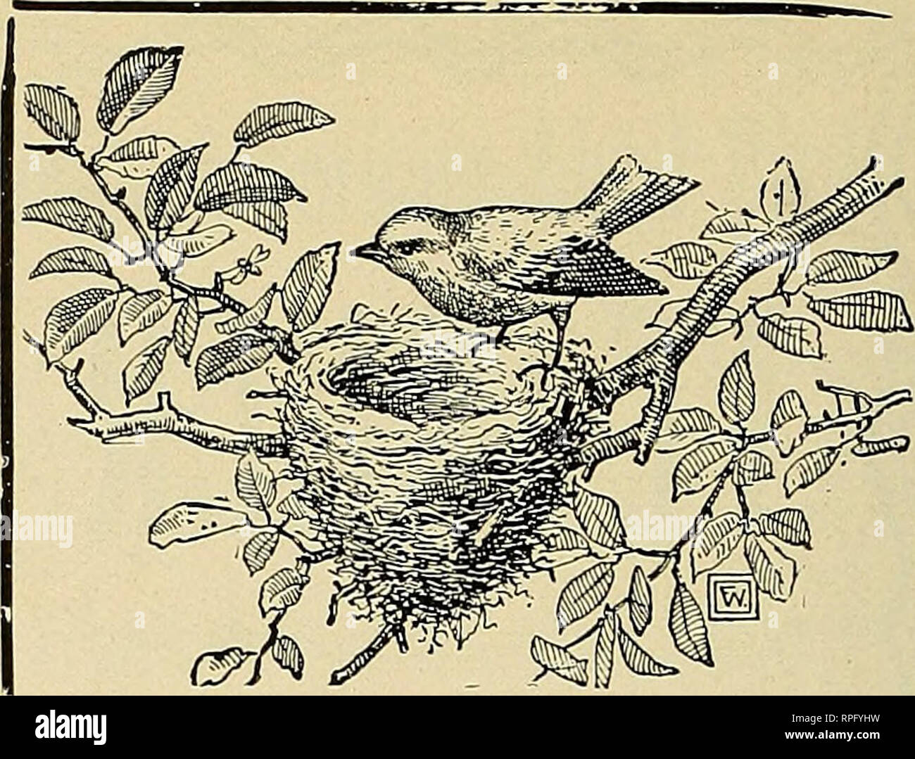 American Bird Magazine Ornithology Birds Mounting Wild Cat
