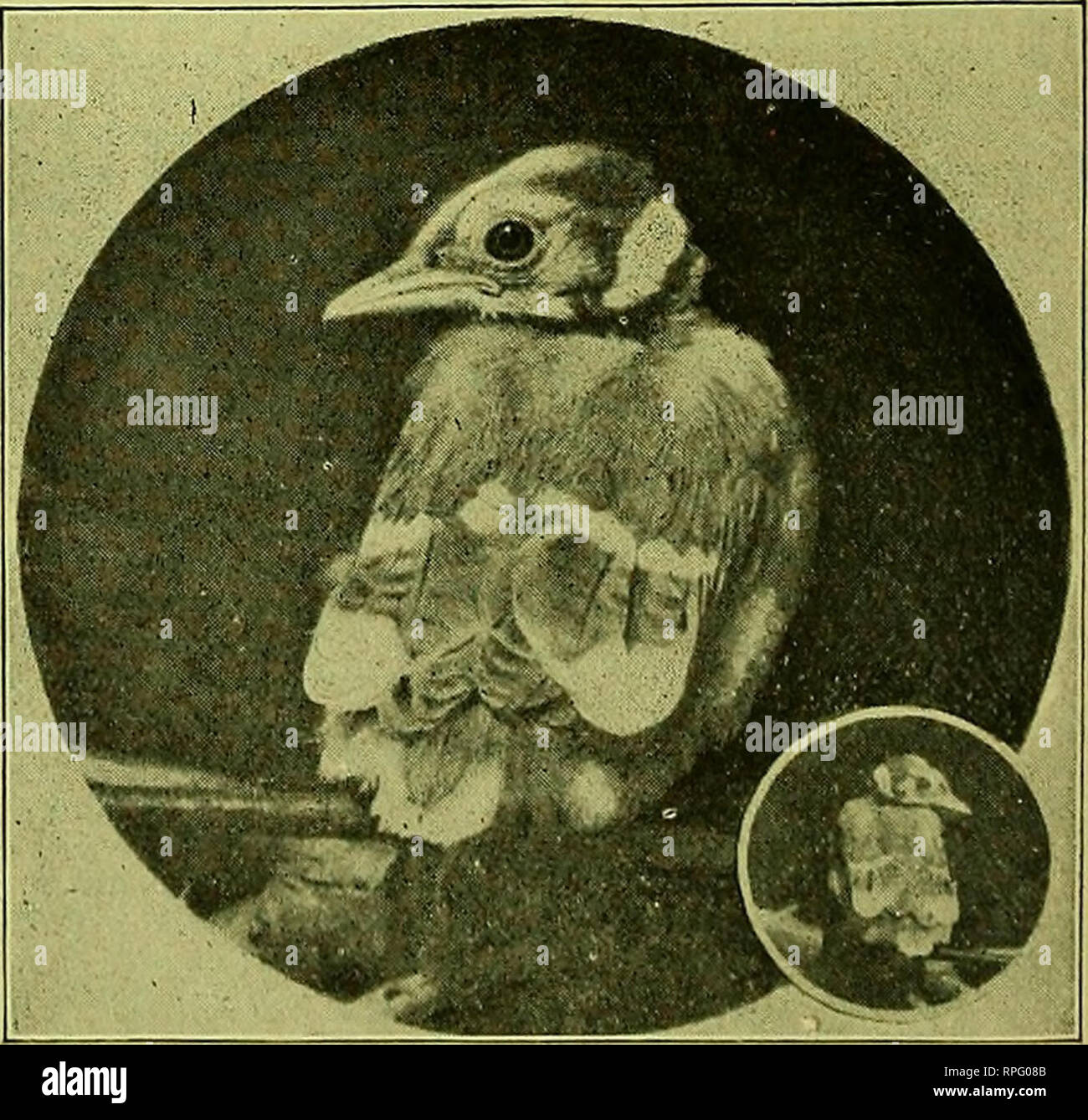 American bird magazine, ornithology. Birds. JUST SEE THE DIFFERENCE. How  much plainer you can see the markings of the bird in the large cir- ^ cle.  That is with the glass,