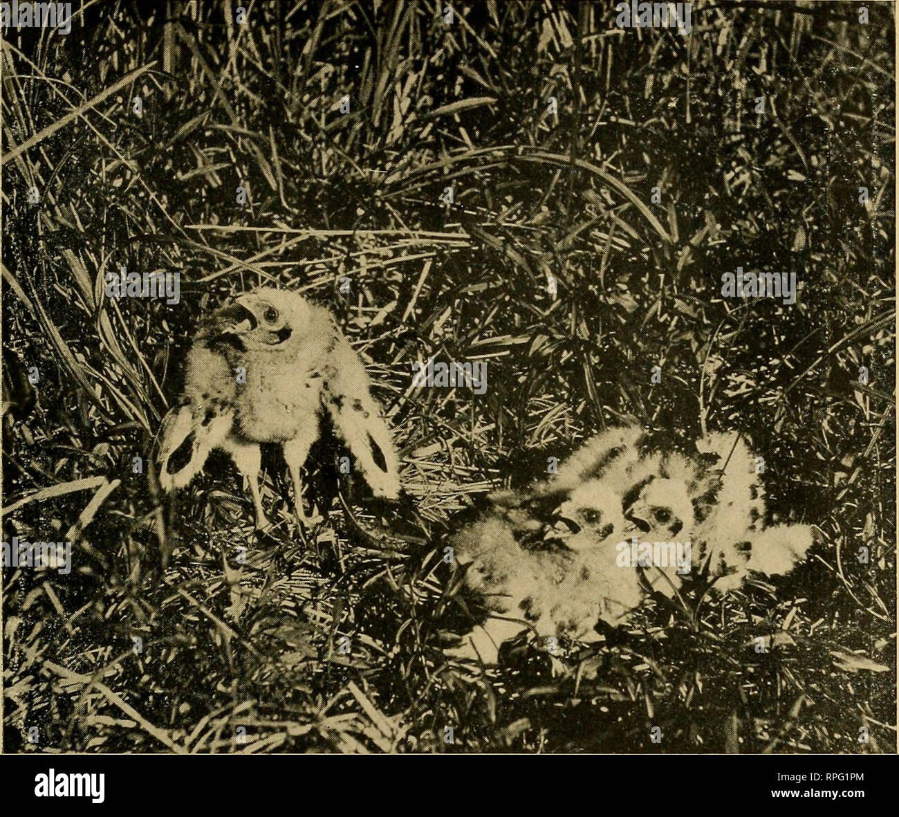 . American bird magazine, ornithology. Birds. AMERICAN ORNITHOLOGY. 51. Photo by P. B. Peabody. YOUNG MARSH HAWKS. (3 weeks old.) breeding season commences soon after the first of May. Complete sets of eggs number from three to six, most often four or five making the number. The eggs are a pale bluish white or greenish white aud are oftenest unspotted although very often sets will be seen that have faint shell marking or spots of pale brownish. HABITS. This long winged and long legged harrier is one of the most com- mon of the Raptores. The species can always readily be distinguish- ed from an Stock Photo