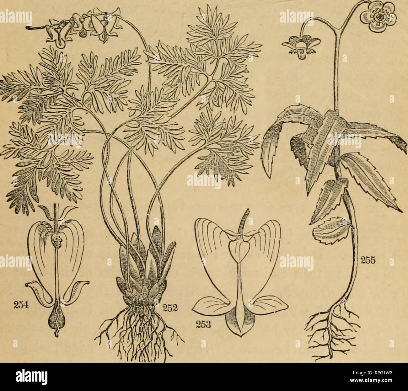 . The American botanist and florist including lessons in the structure