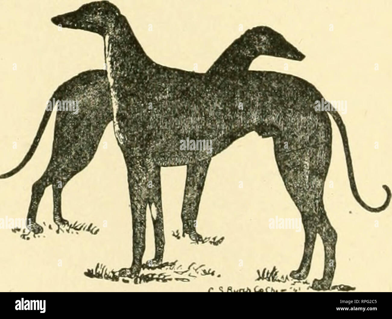 all breed dogs with name