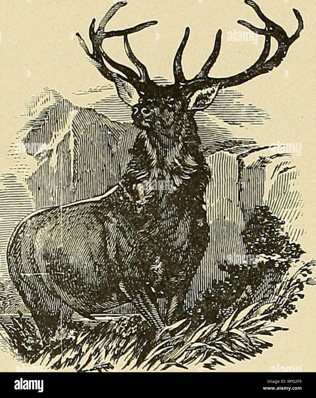 New method taxidermy hires stock photography and images Alamy