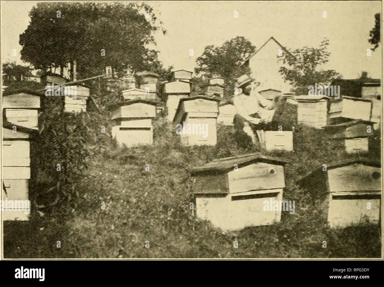 . American bee journal. Bee culture; Bees. 404 American Vee Journal Iowa State Beekeepers' Association, Des Moines, Iowa, Dec. 10, 11, and 12. Indiana State Association, Indiana- polis. Ind., Dec. 3. California State Beekeepers' Asso- ciation, Los Angeles, Calif., Dec. 9, 10, and 11. Southern Idaho and Eastern Oregon Beekeepers'Association,Ontario,Oreg., Dec. 9. Missouri State Beekeepers' Associa- tion, Excelsior Springs, Mo., Dec. 16 and 17. Chicago - Northwestern Beekeepers' Association, Chicago, Dec. 17 and 18. Northern California Association, Sacramento, Calif., Dec. 26 and 27. Washington  Stock Photo