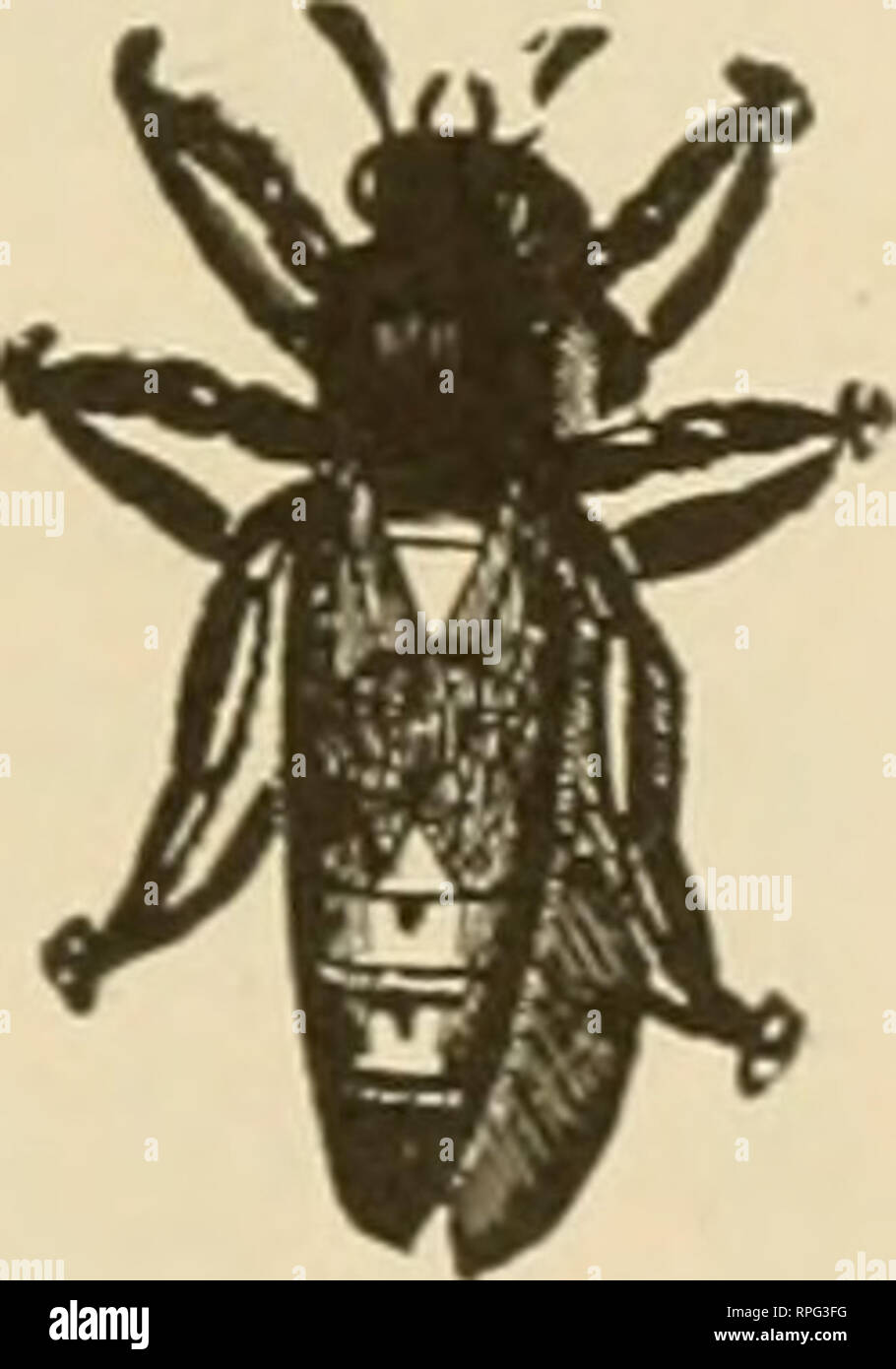 . American bee journal. Bee culture; Bees. Tested queens, $1.50 each. Prices on larger lots on application. AMERICAN BEE JOURNAL Hamilton, Illinois. TENNESSEE-BRED QUEENS 43 Years' Experience in Queen Rearing—Breed 3-Band Italians Only X) ? tj Ma? I I 6 12 Untested I1.50 J7.50 $1350 Select Untested 2.00 8.50 15.00 Tested 2.50 13.S0 25.00 Select Tested.. 3.00 1650 30.00 May I to June i I 6 12 $1.25 t 6,50 $11 50 1.50 7.50 13 ;o 2.00 10.50 18.50 2.7s IS.oo 27.00 June I to July i I 6 12 $1.00 $ 5.00 $ 0.00 1.25 6.50 12.00 1.75 900 17.00 2 so 13.50 25.00 July I to Nov. I I 6 12 .75 i 4.00 t .75 I. Stock Photo