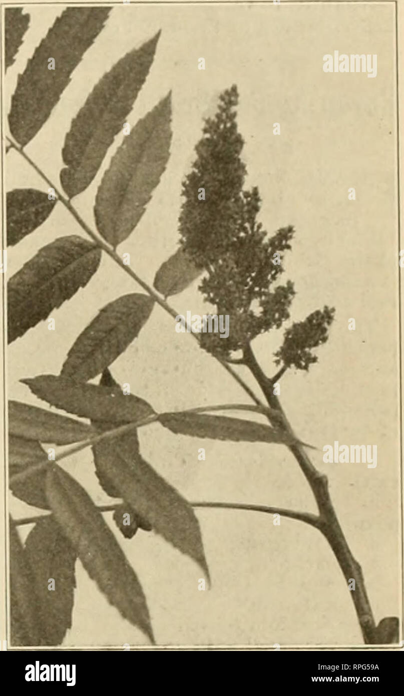 . American bee journal. Bee culture; Bees. FIG. 41.—BLOSSOMS AND LEAVES OF BLACK LOCUST to be found in many places from New England and Canada southward, and is reported as producing a surplus of honey in parts of California, and is listed among the honey plants of Texas. The wood is desirable for posts, rail- road ties and other purposes requiring durability. Large plantations are often set for utility purposes, so that in some localities the beekeeper may readily expect a surplus from this source. Borers are a serious menace to the life of this tree, and whole plantations of locust are somet Stock Photo