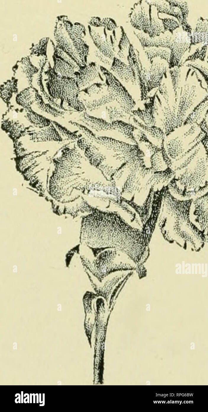. The American carnation; How to grow it. Ward, Charles Willis