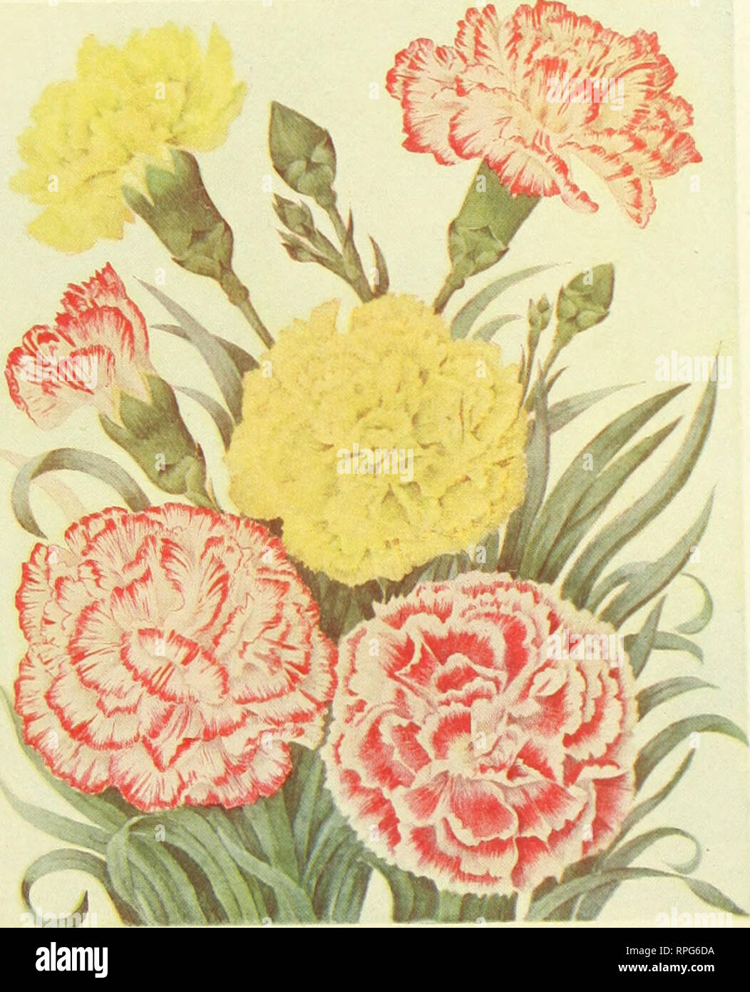 . The American carnation, how to grow it ... Carnations. VIOLA ALLEN GLORIOSUM A SCARLHT White, Variegated Pink Yell.iwSelf FLAKHIl FANCY PLATE SEEDLING CARNATIONS (WARD). Please note that these images are extracted from scanned page images that may have been digitally enhanced for readability - coloration and appearance of these illustrations may not perfectly resemble the original work.. Ward, Charles Willis. New York, A. T. De La Mare Printing and Publishing Company, ltd. Stock Photo