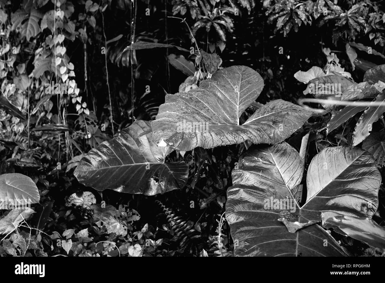Wet jungle leaves after rain in black and white image Stock Photo