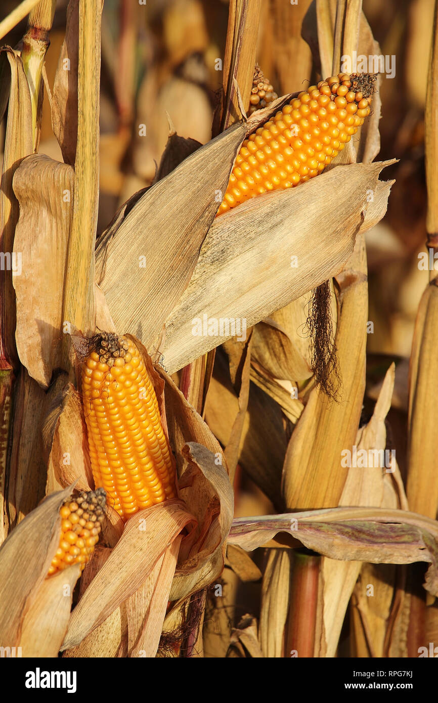 corn on cob Stock Photo Alamy