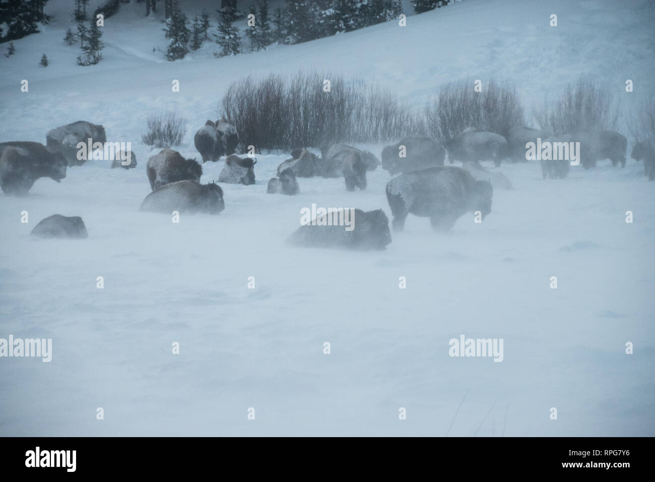 A herd of bison taking shelter in blowing snow in Yellowstone National