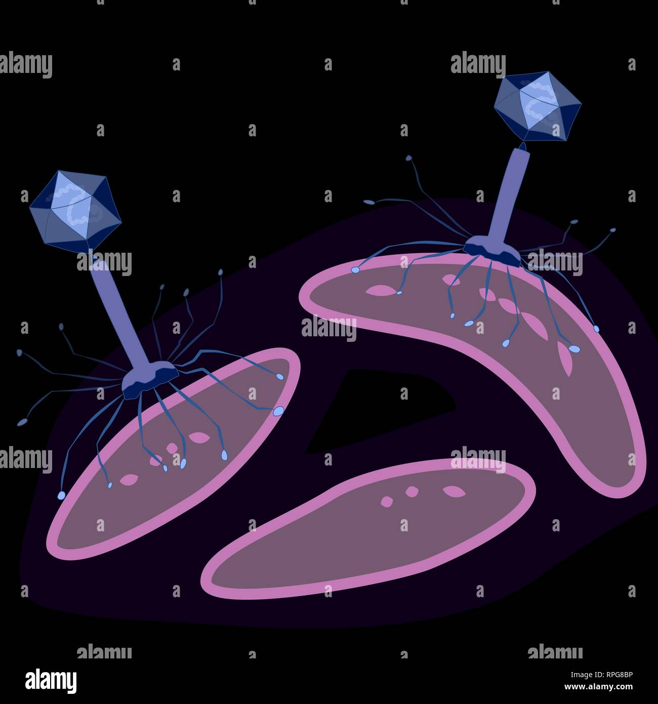 Bacteriophage virus on bacteria, dark background, vector illustration Stock Vector