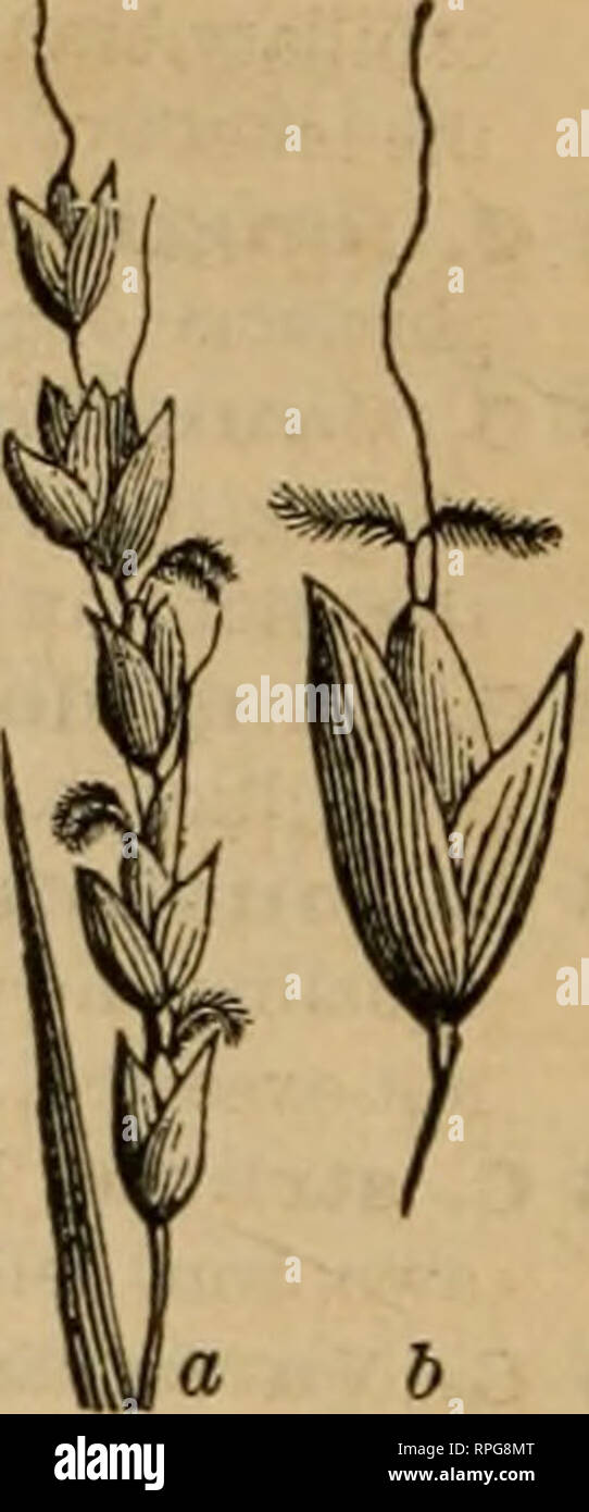 . The American botanist and florist: including lessons in the structure, life, and growth of plants; together with a simple analytical flora, descriptive of the native and cultivated plants growing in the Atlantic division of the American union. Botany; Botany. 388 Order 155.—GKAMINE^.. at base. Glumes and pales awnless, subequal, of similar texture. Grain glabrous, free. Turfy grasses, none native. C sclienoides Lam. Tufted, glaucous, 3—12'; Ivs. 2—3', long- pntd.; spk. oblong, (i) Waste ground, E. Penn., Del., etc. §Eur. 14. ORYZOPSIS, Mx. Mountain Rice. Spkl. l-flwd. in a slender spicate pa Stock Photo