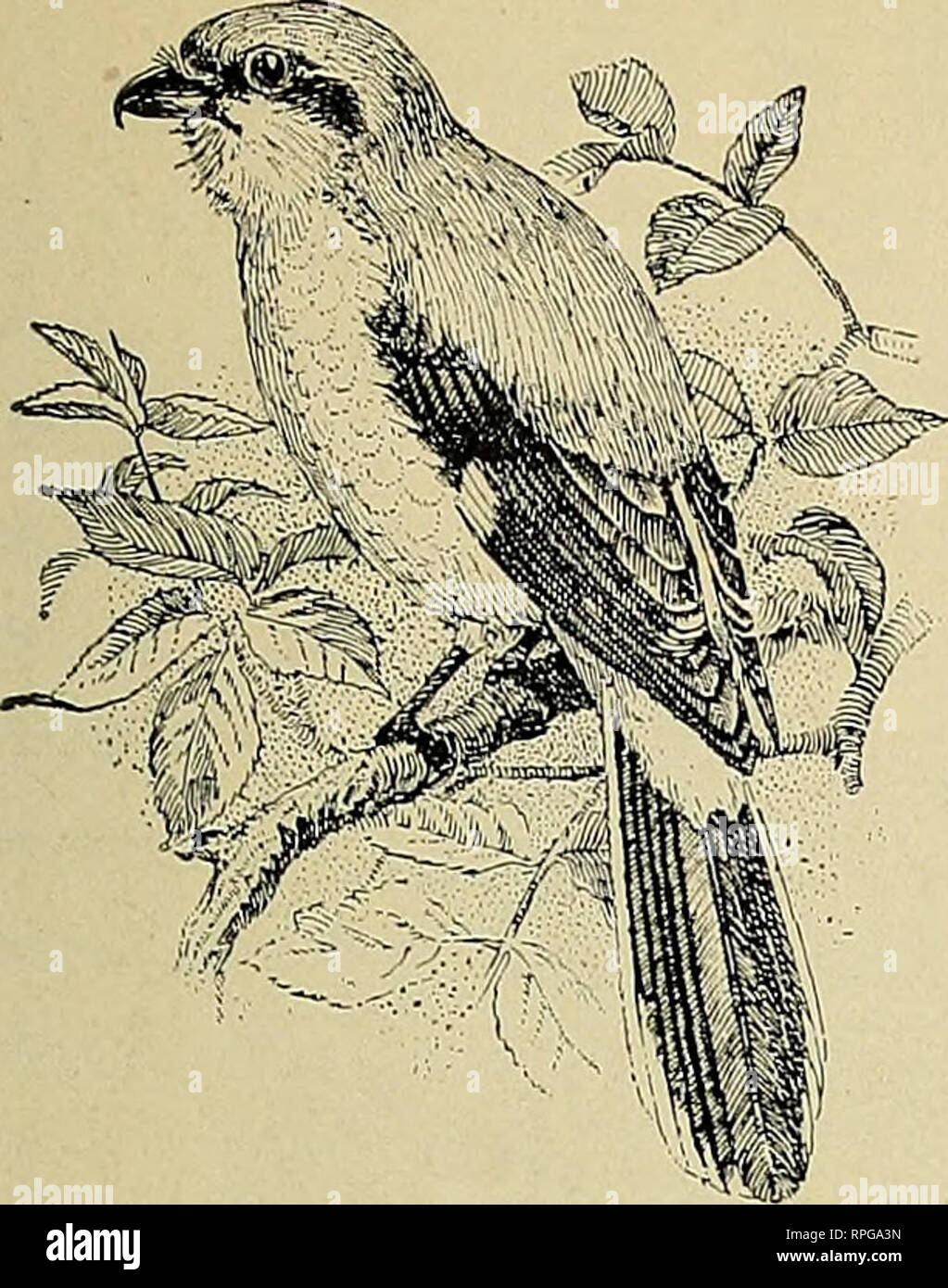 American Bird Magazine Ornithology Birds For February No