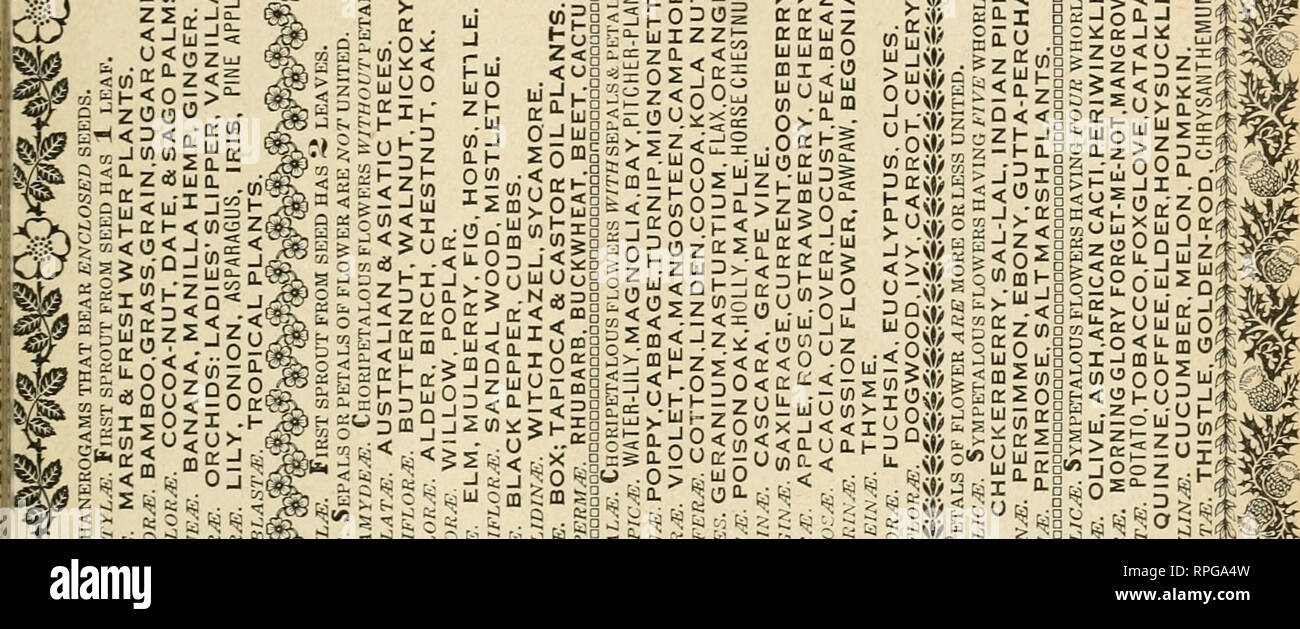 The American Botanist A Monthly Journal For The Plant Lover Plants Plants United States Jzoo 15 Uok Vujlzzjr 0di Sm Gt 2z Gt Z Lt A Q Lt Lijtij Cqo Gdi Jo M 1 Uj J