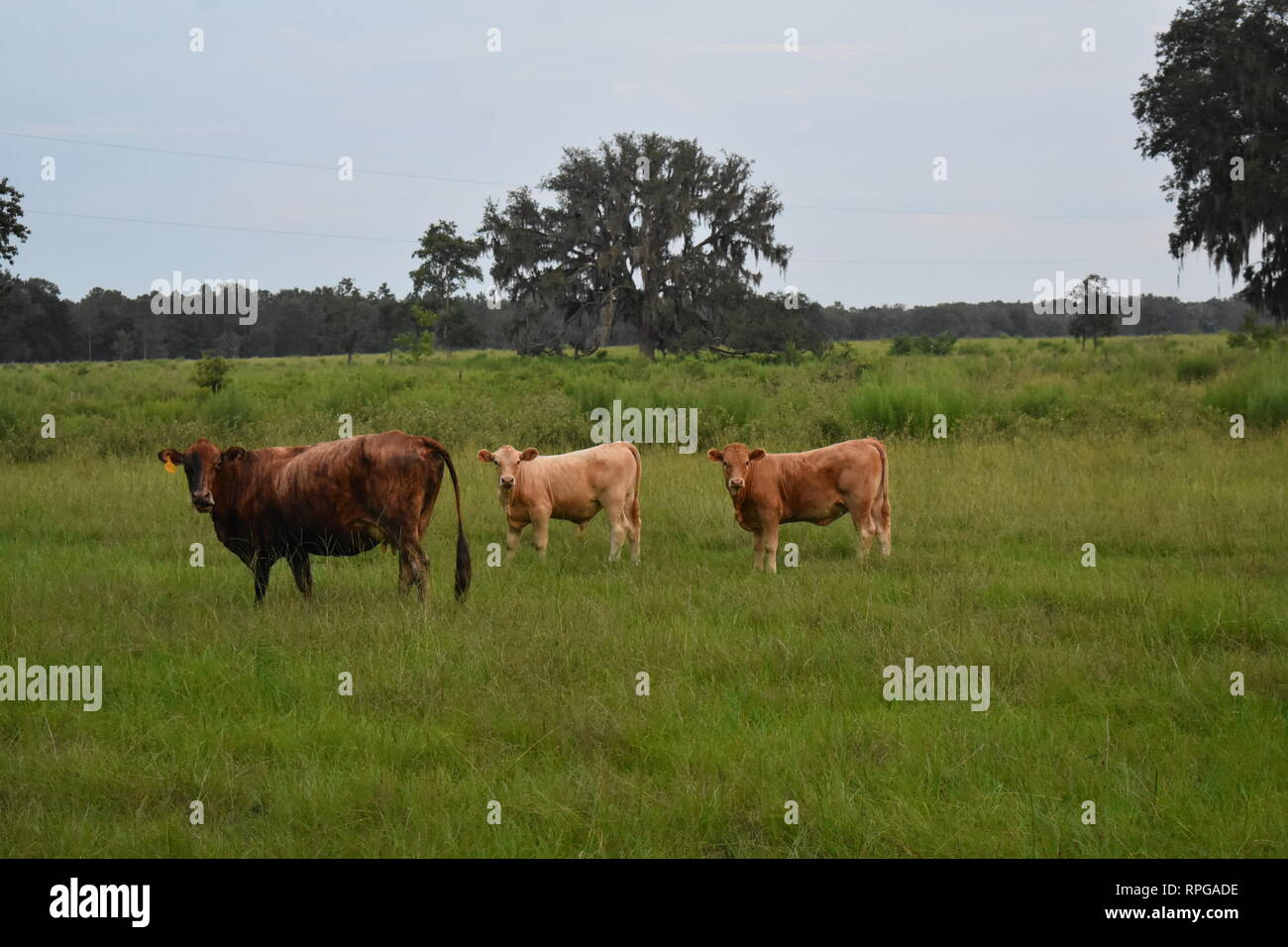 FL cows in a field Stock Photo