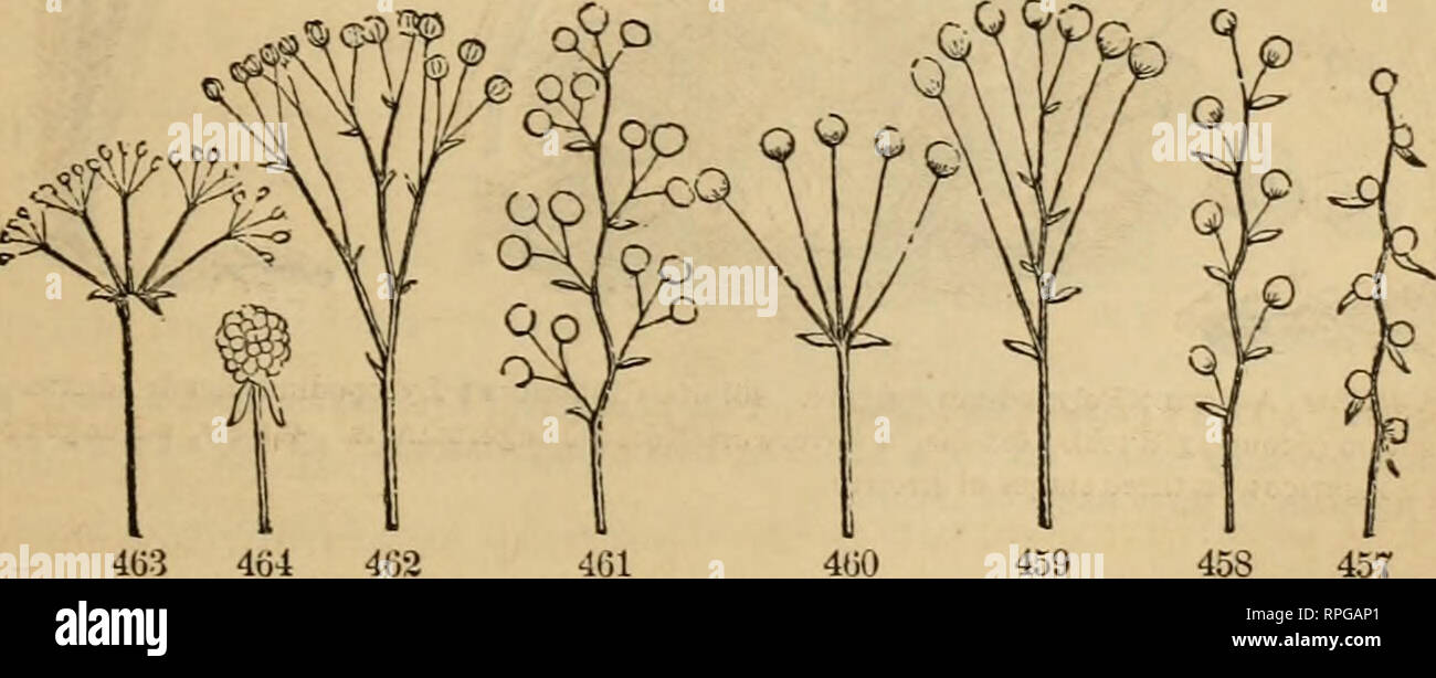 . The American botanist and florist: including lessons in the structure, life, and growth of plants; together with a simple analytical flora, descriptive of the native and cultivated plants growing in the Atlantic division of the American union. Botany; Botany. 455 456 455, Myosotis palustris—scorpoid racemes. 456, Stellaria media—a regular cyme. 365. A scorpoid ci/me, as seen in the Sundew, Seduni, and Borrage family, is a kind of coiled raceme, unrolling as it blos- soms. It is understood to be a half-developed cyme, as illus- trated in the cut (454). The fascicle is a modification of the cy Stock Photo
