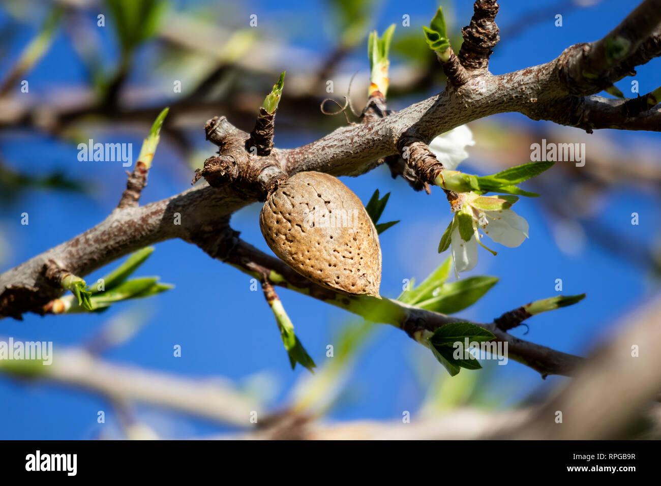 Almond blossom and drupe Stock Photo